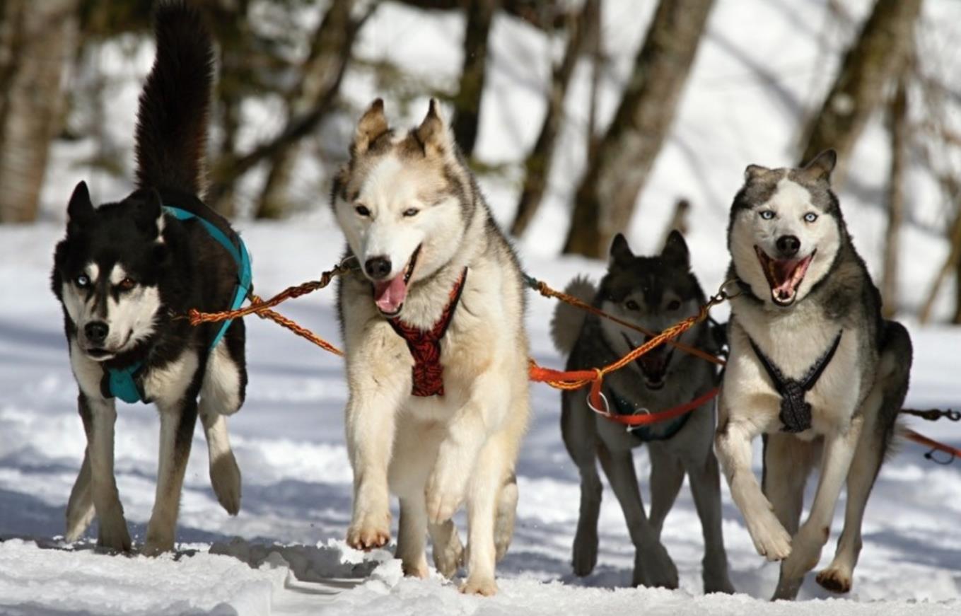 雪橇犬的起源，你知道多少呢？